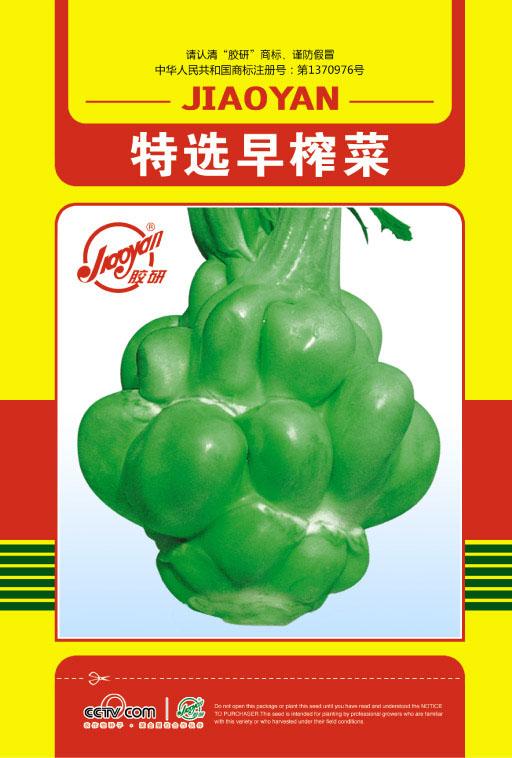   Selected Early Tuber Mustard——Root Vegetable